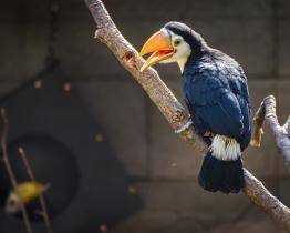 Další chovatelský „majstrštyk“! V Zoo Zlín se poprvé v historii vylíhla mláďata tukanů obrovských