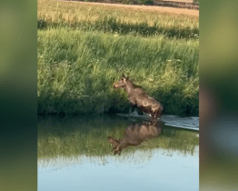Migrující mládě losa evropského se v pondělí ráno vykoupalo v řece Olšavě 