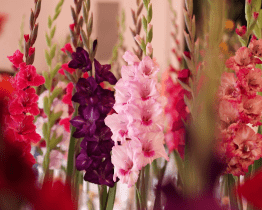 Valašské Meziříčí hostilo Mezinárodní výstavu mečíků a jiřin