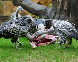 Komentované krmení supů v Gora Arku slibuje nezapomenutelný zážitek