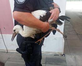 Zlínští strážníci pomáhali čapím mláďatům, která nezvládla svůj první let