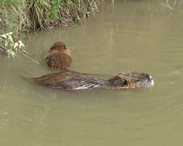 Město Kyjov vyzývá občany, aby nekrmili nutrie