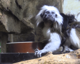 Návštěvníci hodonínské zoo mohou vidět mláďata tamarínů a zeber