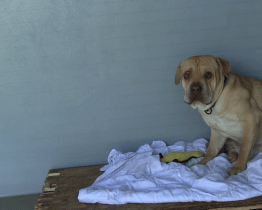 Psí útulek v Hodoníně se rychle zaplnil čtyřnohými obyvateli