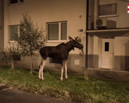Při noční návštěvě Hodonína zastavil los Emil silniční i železniční dopravu