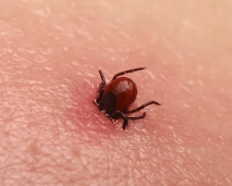 Nemoci od klíšťat se nevyplatí podceňovat