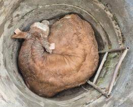 Na Vsetínsku spadl býk do skruže. Zachránili ho hasiči