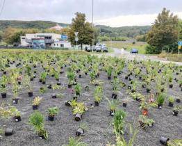 Kruhový objezd v Otrokovicích se mění na prérijní záhon