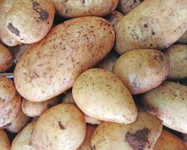 Recidivista sklidil úrodu na cizím poli. Usvědčila ho fotopast