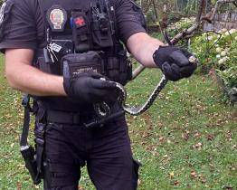 Dvě užovky na scéně. Jedna zamotaná do síťky, druhá na návštěvě mateřské školy