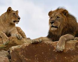 Zlínská zoo otevírá první záchranné centrum pro lvy v Česku