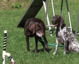 Ve Vsetíně se konal 19. ročník akce Fešák pes