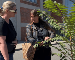 Zlínský kraj se pustil do systematické regulace pajasanu