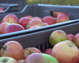 Na Valašsku se rodí poctivý mošt 