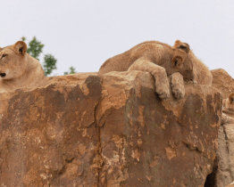 Zlínská zoo otevřela první lví záchranné centrum v Česku 