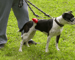 Pod Vinohrady slavnostně otevřeli nové oplocené psí hřiště