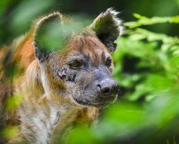 Ve zlínské zoo uhynula hyena Jilly. Selhalo jí srdce
