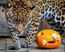 Zlínská zoo chystá speciální halloweenský program. Na své si přijdou i zvířata