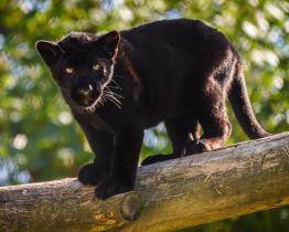 Milované děvče nebo květinka. Jaguáří samička ze zlínské zoo dostala krásné jméno