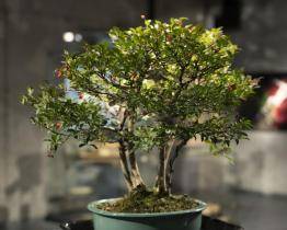 Ve Starém Městě je k vidění unikátní výstava bonsají. Premiéru mají bonsajové misky