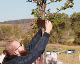 Pod vrchem Radošov se rozrostla alej stromů života