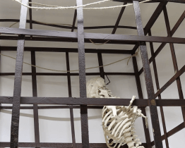 V muzeu ve Veselí si můžete vyzkoušet pranýř nebo kládu