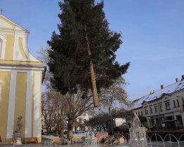 Náměstí v Hodoníně zdobí dvanáctimetrový smrk ztepilý