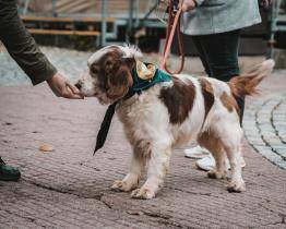 Studenti Baťovy univerzity zvou na Vánoce v útulku. Zvířátka na Vršavě můžete podpořit finančně i materiálním darem