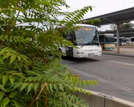 Invazní druhy rostlin a živočichů ohrožují přírodu, zdraví obyvatel i majetek