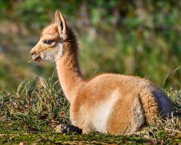 Zlínská zoo po 13 letech odchovala lamy vikuně