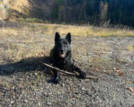 Zraněného a podchlazeného seniora našel v lese policejní pes Small