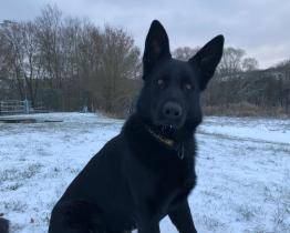 Policejní pes Varo vypátral opilou řidičku, která ve Zlíně utekla od nehody