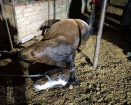 Kůň uklouzl a zůstal zaklíněný pod krmelcem. Vysvobodili ho hasiči se speciální technikou