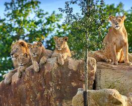 Zoo Zlín má za sebou nejlepší rok v historii