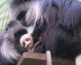 Nový přírůstek v hodonínské zoo připomíná malou pandu