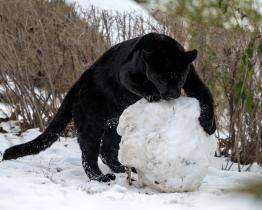 Sněhovou nadílku si řada zvířat ve zlínské zoo užívá. Teplomilní tvorové se mohou ohřát u infrazářičů