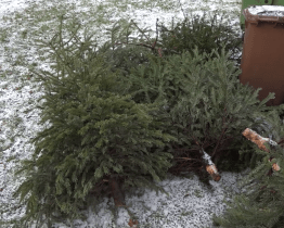 V Uherském Hradišti se můžete snadno zbavit vysloužilého vánočního stromku