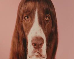 Krajská galerie láká na věrné psí společníky i literární klasiku