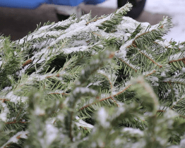 Svoz vánočních stromků v Hodoníně je v plném proudu