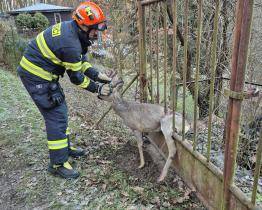 Hasiči v Jaroslavicích vysvobodili zraněného srnce z kovové pasti