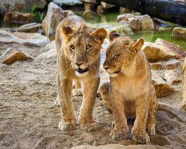 Zoo Zlín zve děti na jarní prázdniny, největším lákadlem je vstupné za 40 korun