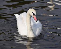 V Uherském Hradišti se potvrdila ptačí chřipka. Veterináři vyzývají k opatrnosti