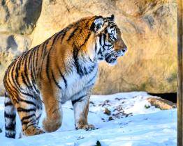 Ozzy se zabydluje v Portugalsku. Tygří samec ze zlínské zoo zamířil do Lisabonu