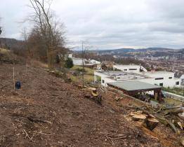 Na Boněckých pasekách ve Zlíně někdo pokácel vzrostlé stromy
