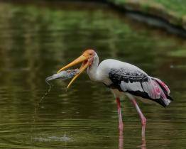 Zlínská zoo se zapojí do ochrany mokřadů. O jejich důležitosti poučí i veřejnost