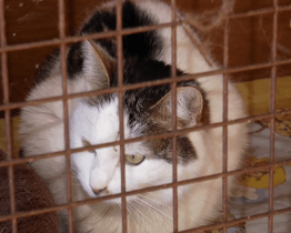 Kyjov i letos podporuje kastrace koček