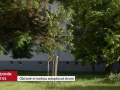 Občané Hodonína si mohou adoptovat strom