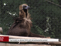 Sup hnědý ze zlínské zoo míří do bulharského pohoří