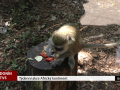 Týdenní akce Africký kontinent v hodonínské zoo