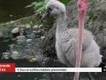 V zoo se vylíhla mláďata plameňáků 